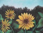 Sunflower Days - Art Print Cheap