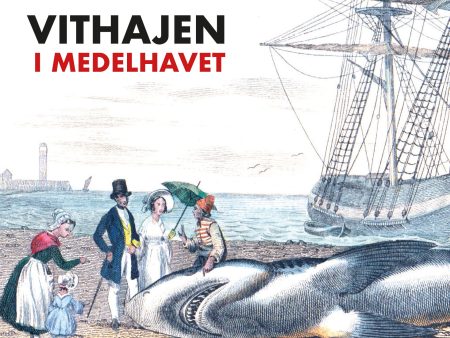 Vithajen i Medelhavet Cheap